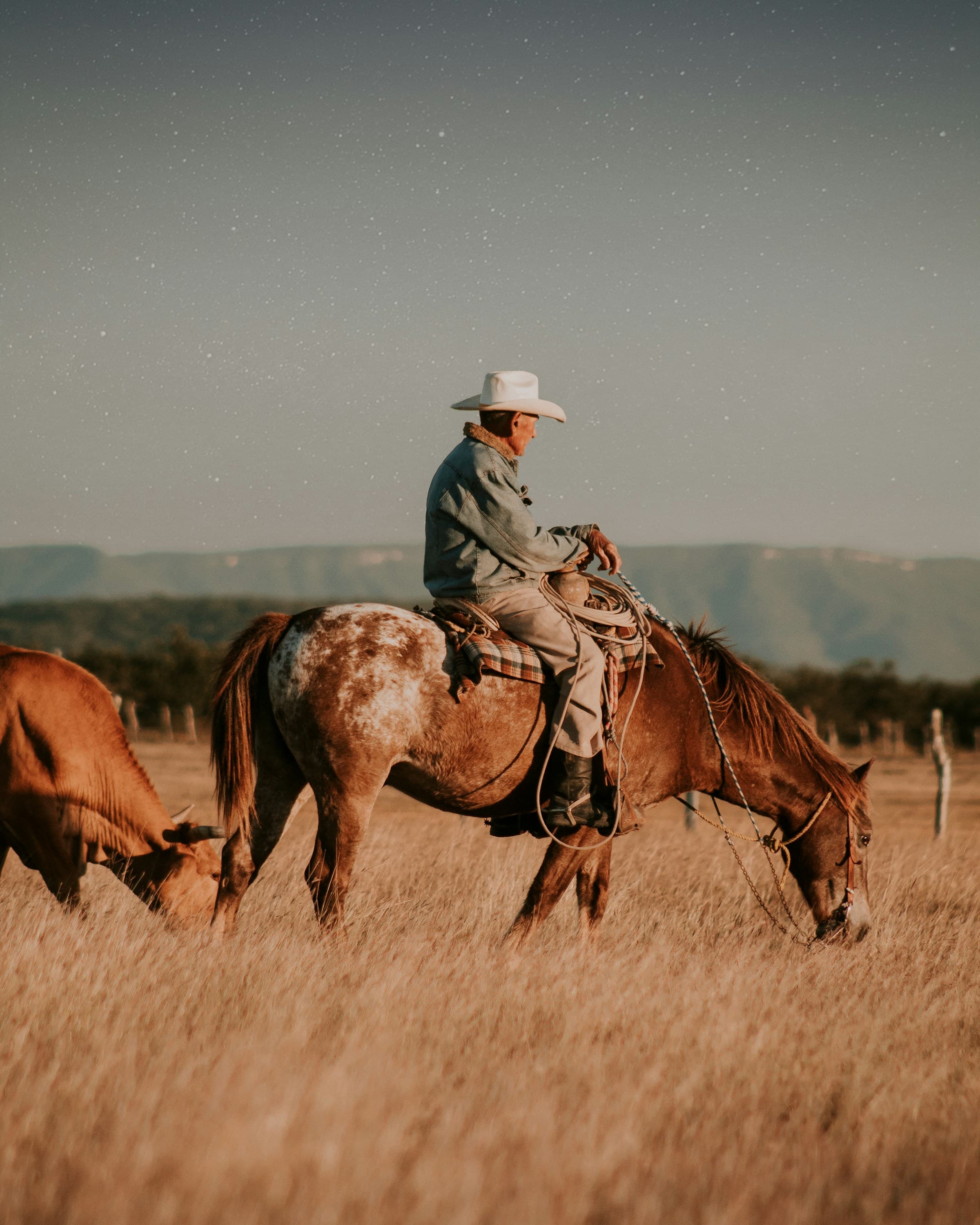 A rider in a straw hat sitting quietly on a horse in open country, cattle grazing beyond