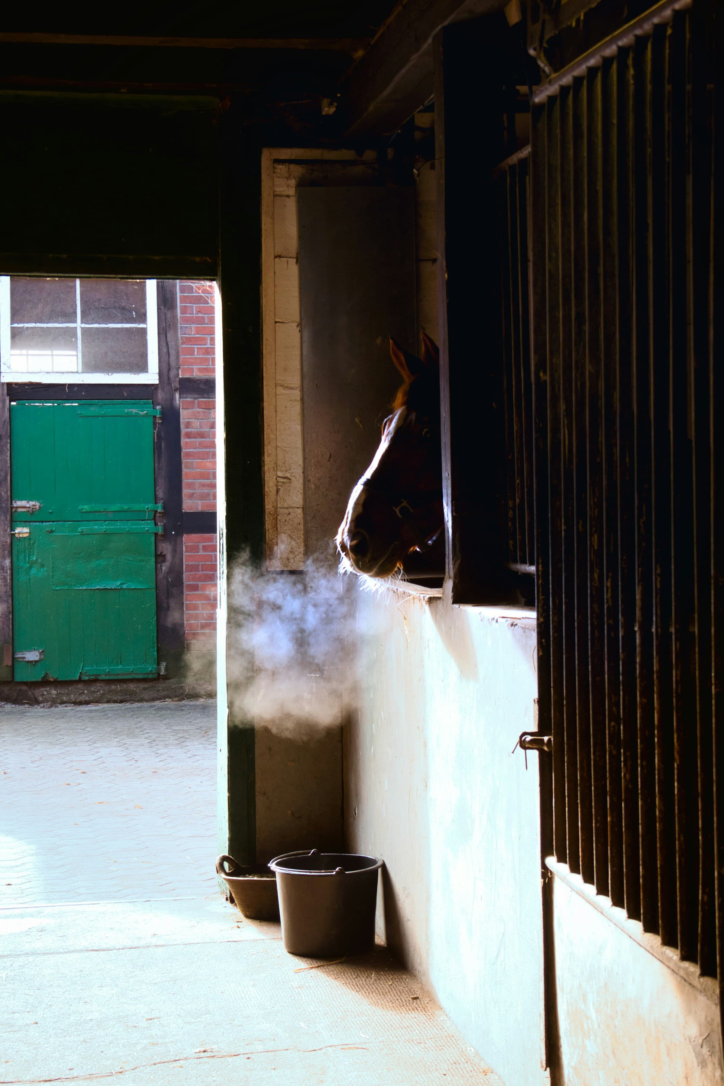 A young horse looking out of a stall door on a cold morning, breath visible in the air