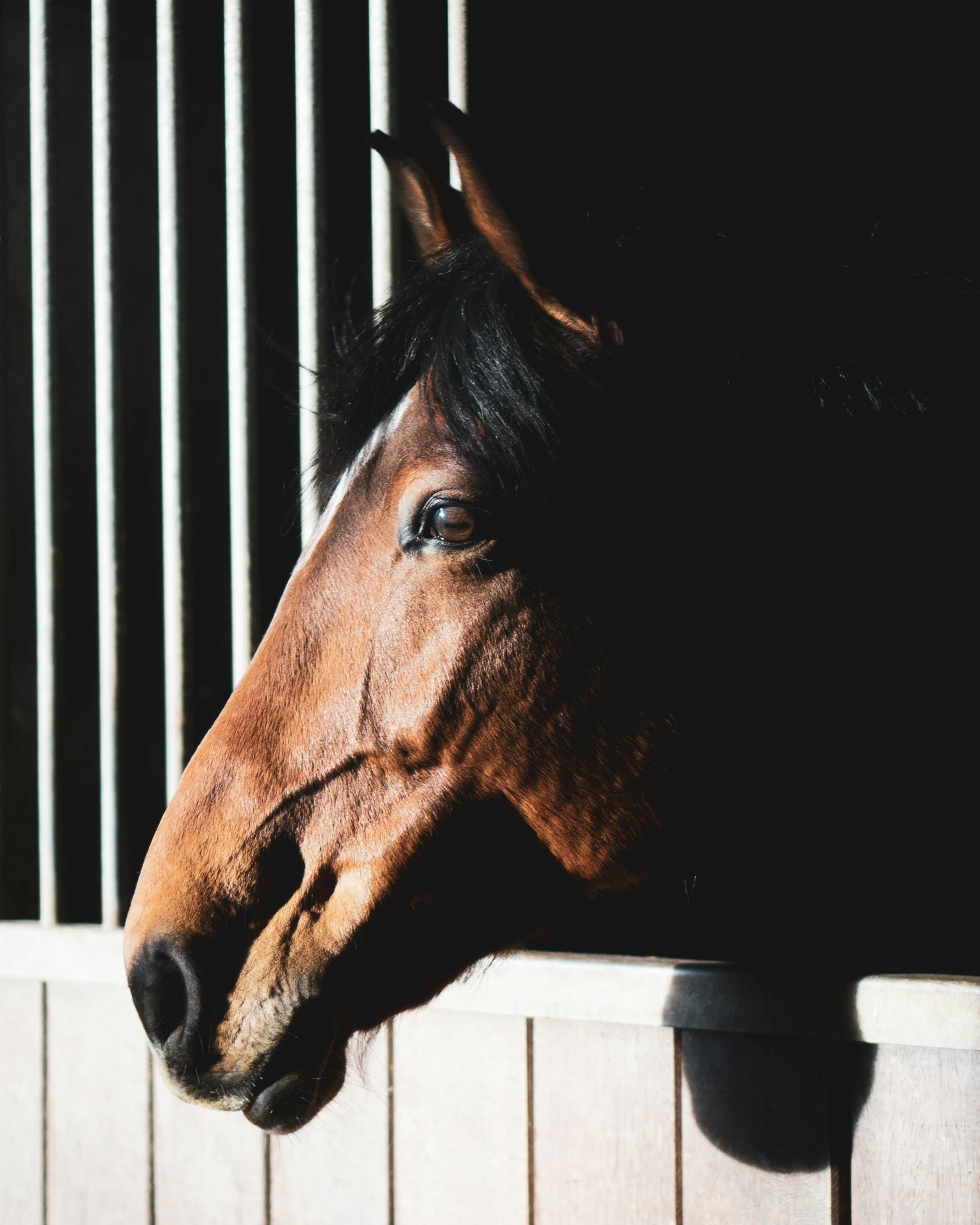 Close portrait of a dark bay horse looking through stall bars