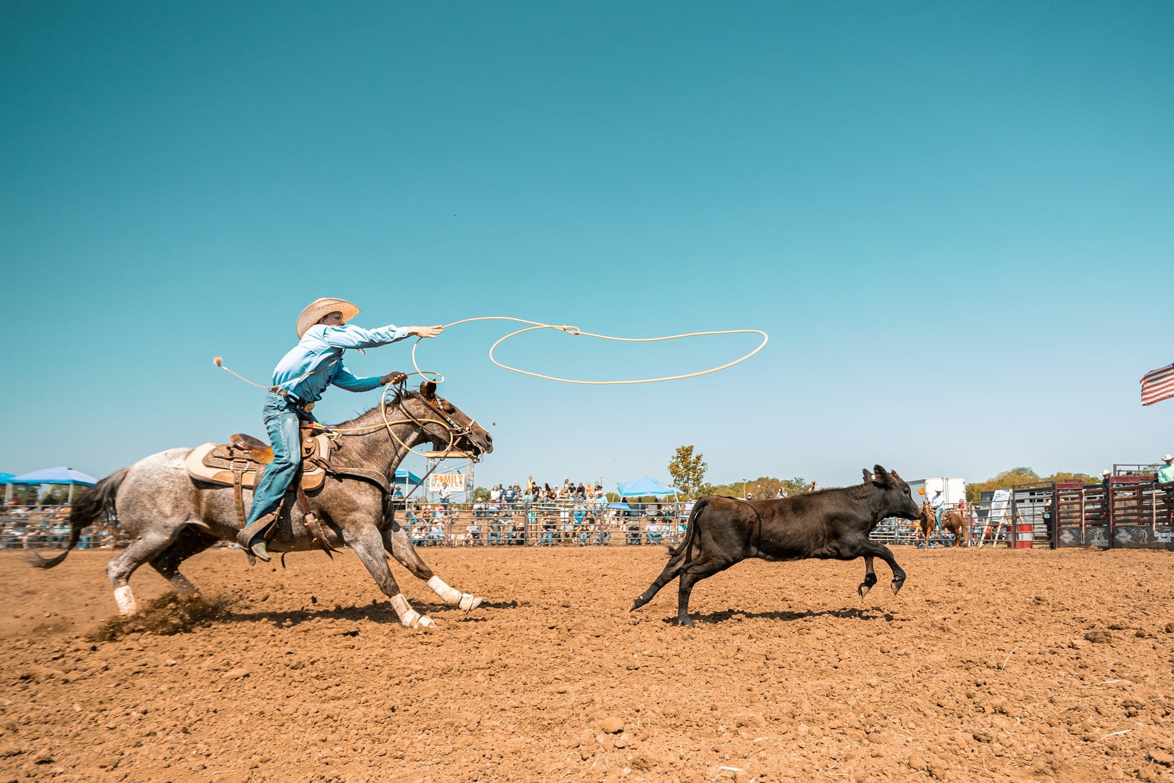 A horse and rider running down a single cow across an arena